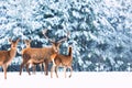 Artistic winter christmas nature image. Winter wildlife landscape with noble deers Cervus Elaphus. Many deers in winter