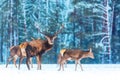 Artistic winter christmas nature image. Winter wildlife landscape with noble deers Cervus Elaphus. Many deers in winter