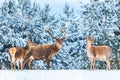 Artistic winter christmas nature image. Winter wildlife landscape with noble deers Cervus Elaphus. Many deers in winter