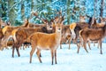 Artistic winter christmas nature image. Winter wildlife landscape with noble deers Cervus Elaphus. Many deers in winter Royalty Free Stock Photo