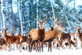 Artistic winter christmas nature image. Winter wildlife landscape with noble deers Cervus Elaphus. Many deers in winter