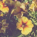 artistic yellow petunia flowers in the garden Royalty Free Stock Photo