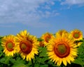 Artistic yellow sunflowers under blue sky in oil paint style Royalty Free Stock Photo