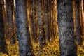 Artistically blurry back lit rows of tree trunks