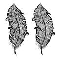 Artistically hand drawn, stylized in zen tangle, vector feather on a white background. Vintage tribal feather Royalty Free Stock Photo