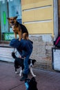 Artists on the streets of St. Petersburg