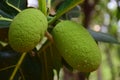 Artocarpus altilis breadfruit tropical regions healthy