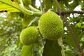 Artocarpus altilis or breadfruits, Pilcopata, Peru