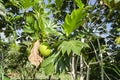 Artocarpus altilis Tree and Fruit Royalty Free Stock Photo