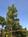 Artocarpus altilis & x28;Breadfruit& x29; can serve as a staple food