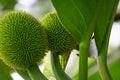 Artocarpus camansi Also breadnut, Moraceae, breadfruit, Artocarpus altilis, seeded breadfruit, Breadnut fruits, Kluwih on the tr Royalty Free Stock Photo