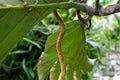 Artocarpus camansi Also breadnut, Moraceae, breadfruit, Artocarpus altilis, seeded breadfruit, Breadnut fruits, Kluwih on the tr Royalty Free Stock Photo