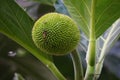 Artocarpus camansi Also breadnut, Moraceae, breadfruit, Artocarpus altilis, seeded breadfruit, Breadnut fruits, Kluwih on the tr Royalty Free Stock Photo