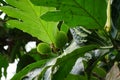 Artocarpus camansi Also breadnut, Moraceae, breadfruit, Artocarpus altilis, seeded breadfruit, Breadnut fruits, Kluwih on the tr Royalty Free Stock Photo