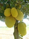 Artocarpus heterophyllus jackfruit