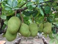 Artocarpus heterophyllus - jackfruit