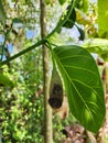 Artocarpus heterophyllus perennial The male flowers will be released