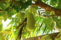 Artocarpus integer, jackfruit also commonly known as cempedak