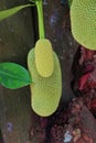 Artocarpus integer, jackfruit also commonly known as cempedak