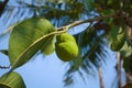 Artocarpus lacucha, also known as monkey fruit, or Monkey Jack or barhar is a tropical evergreen tree species