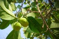 Artocarpus lacucha, also known as monkey fruit, or Monkey Jack or barhar is a tropical evergreen tree species