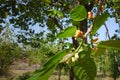 Artocarpus lacucha fruit