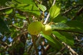 Artocarpus lacucha fruit