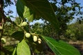 Artocarpus lacucha fruit