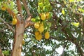 Artocarpus plant