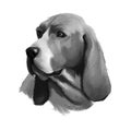 Artois Hound dog digital art watercolor illustration, pet loss concept. Artois Hound is a rare breed of dog, and a descendant of