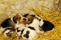 Artois Hound Dog, Pup standing on Straw Royalty Free Stock Photo