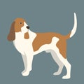 Artois hound dog vector illustration