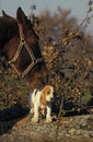 ARTOIS HOUND WITH A HORSE Royalty Free Stock Photo