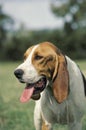 Artois Hound, Portrait of Adult with Tongue out Royalty Free Stock Photo