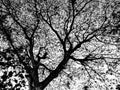 Arts of the tree darktone