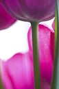 Tulip stem against purple