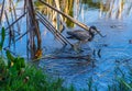 Tricolored Heron and Concentric Circles Royalty Free Stock Photo