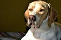 Artu, portrait English pointer in interior