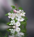 Artwork Blooming apple tree branch with reflection in water Royalty Free Stock Photo