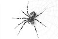 The artwork features an intricate gray spider on its web, all set against a black background Royalty Free Stock Photo