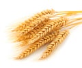 Neatly arranged wheat stalks on a white background - perfect complement to designs related to agriculture, food, or nature.