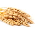 Neatly arranged wheat stalks on a white background - perfect complement to designs related to agriculture, food, or nature.