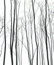 Silhouettes of long individual twigs Royalty Free Stock Photo
