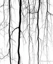 Silhouettes of long individual twigs Royalty Free Stock Photo