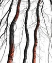 Silhouettes of long individual twigs Royalty Free Stock Photo