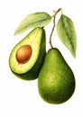 Avocado Duo: A Whimsical Illustration of Two Leaves, Animals, an