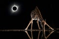 Giraffe drinking from a pool during a solar eclipse