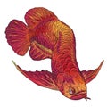 Arwana red fish