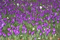 Artwork of nature with blooming crocuses, The Hague, Netherlands Royalty Free Stock Photo