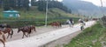 Ponies for ride in Aru Valley, Pahalgam, Kashmir, India Royalty Free Stock Photo